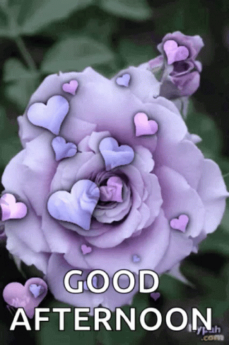 A Picture Of A Purple Rose With Hearts And The Words Good Afternoon GIF