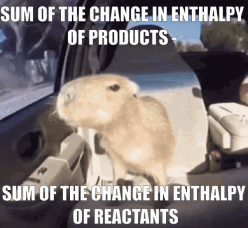A Picture Of A Rabbit In A Car With A Caption That Says Sum Of The Change In Enthalpy Of Products GIF