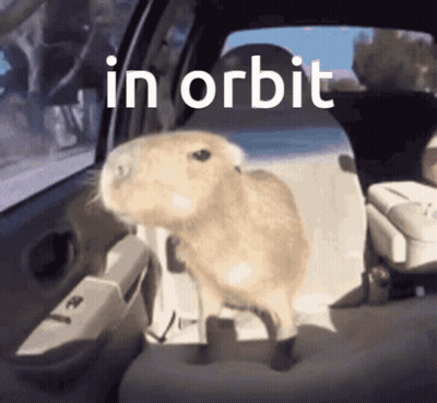 A Picture Of A Rabbit In A Car With The Words In Orbit Behind It GIF