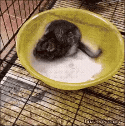 A Picture Of A Rabbit In A Yellow Bowl With The Website Laughloca.net Written On The Bottom GIF