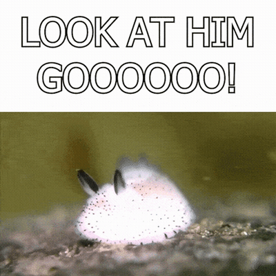 A Picture Of A Rabbit With The Words Look At Him Goooooo GIF
