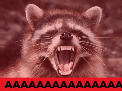 A Picture Of A Raccoon With Its Mouth Open And The Words Aa Aa Aa Aa Aa GIF
