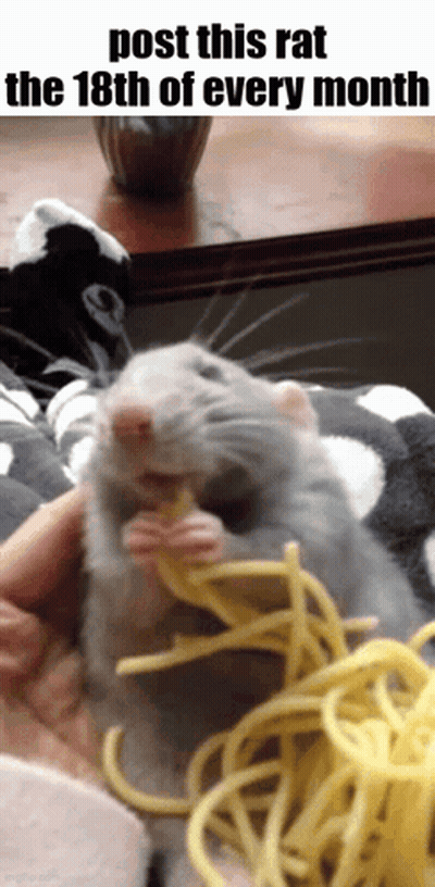 A Picture Of A Rat Eating Spaghetti With A Caption That Says " Post This Rat The 18Th Of Every Month " GIF