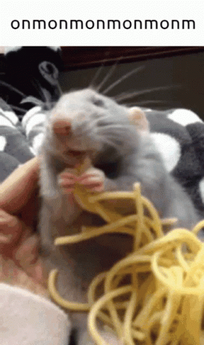 A Picture Of A Rat Eating Spaghetti With The Words Onmonmonmonmonm Below It GIF