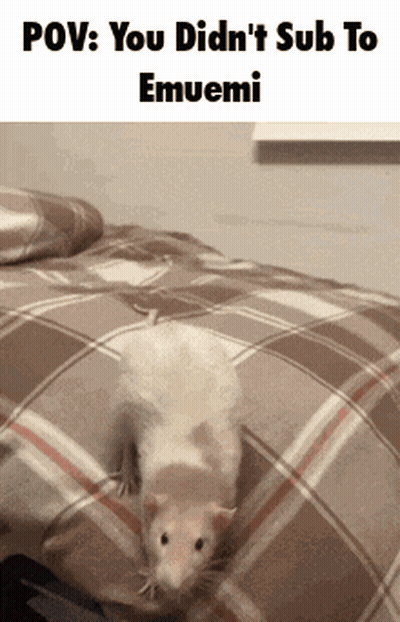 A Picture Of A Rat On A Bed With The Caption " Pov : You Didn 'T Sub To Emuemi " GIF