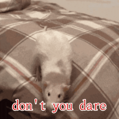 A Picture Of A Rat On A Bed With The Words " Do N't You Dare " GIF
