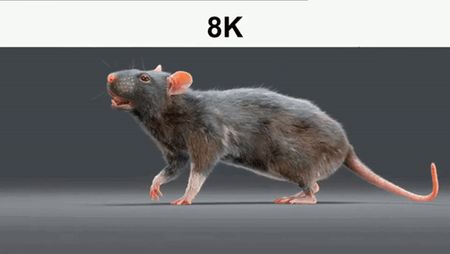 A Picture Of A Rat With 8K Written On The Bottom GIF