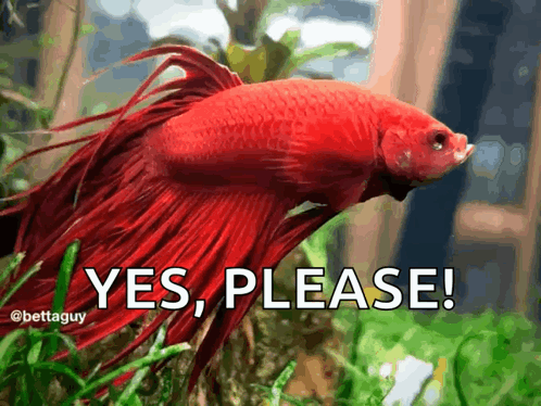 A Picture Of A Red Fish With The Words Yes Please Written Below It GIF