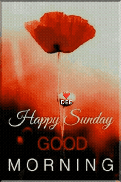 A Picture Of A Red Flower With The Words Happy Sunday Good Morning On It GIF
