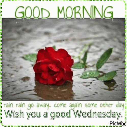 A Picture Of A Red Rose In A Puddle With The Words Good Morning GIF