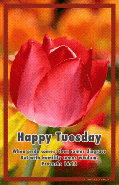 A Picture Of A Red Tulip With The Words Happy Tuesday On It GIF