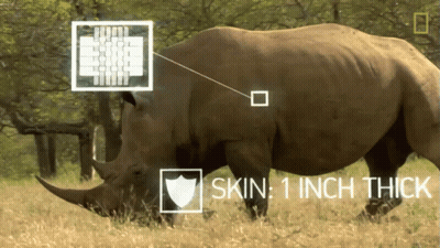 A Picture Of A Rhino With The Words Skin 1 Inch Thick On The Bottom GIF