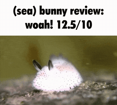A Picture Of A Sea Bunny With The Caption " Sea Bunny Review Woah ! 12.5 / 10 " GIF