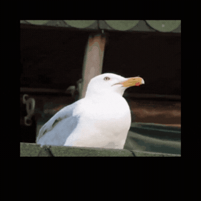 a picture of a seagull with a bottle of geeeee behind it