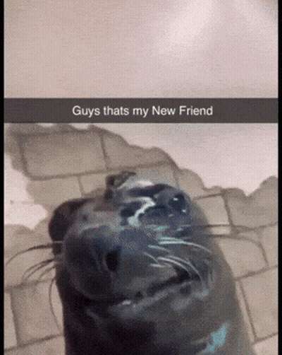 A Picture Of A Seal That Says Guys Thats My New Friend On It GIF