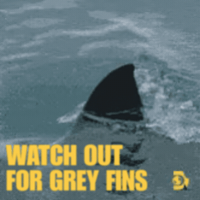 A Picture Of A Shark Fin With The Words Watch Out For Grey Fins GIF