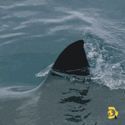 A Picture Of A Shark 'S Fin In The Water With A Yellow G On The Bottom GIF