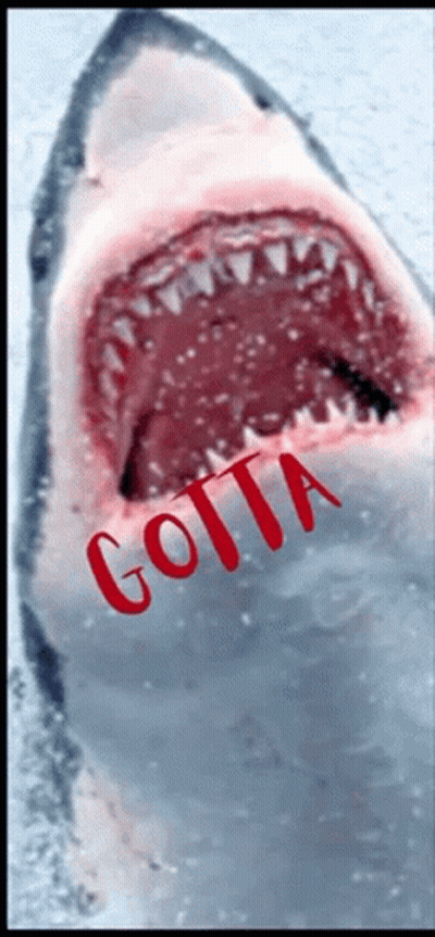 A Picture Of A Shark With The Word Gotta Written In Red GIF