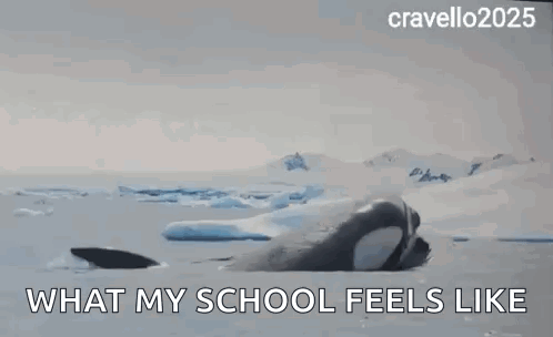 A Picture Of A Shark With The Words What My School Feels Like Below It GIF