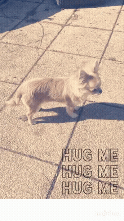 A Picture Of A Small Dog With The Words Hug Me Hug Me Hug Me On The Bottom GIF