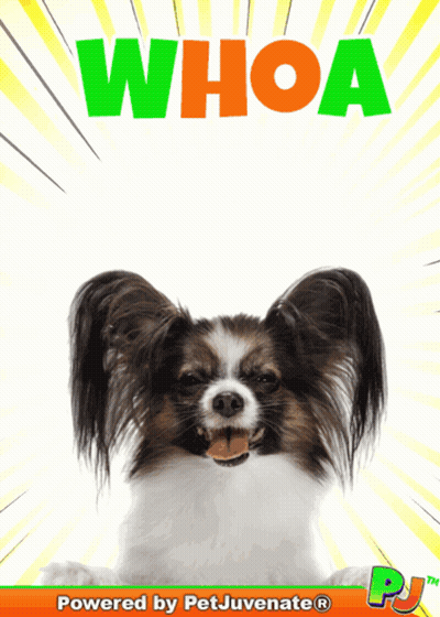 A Picture Of A Small Dog With The Words Whoa Behind It GIF