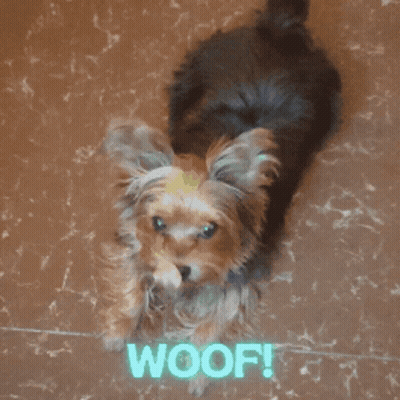 A Picture Of A Small Dog With The Words Woof Written On It GIF