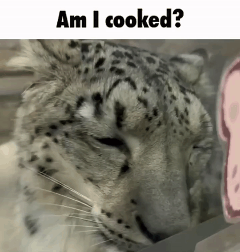 A Picture Of A Snow Leopard With The Words Am I Cooked GIF