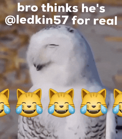 Snowy Owl With Ledkin57 Caption GIF