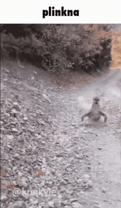 Cougar GIFs