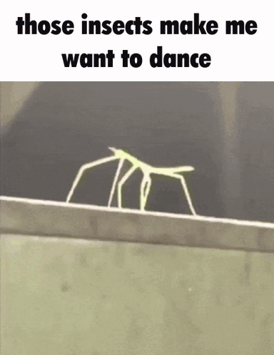 A Picture Of A Stick Insect With A Caption That Says Those Insects Make Me Want To Dance GIF