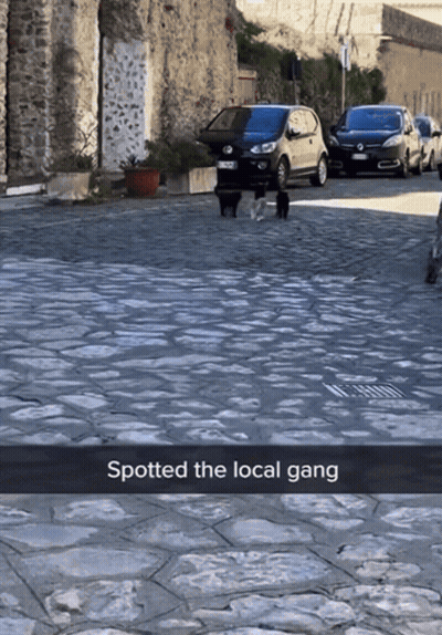 A Picture Of A Street With The Words Spotted The Local Gang At The Bottom GIF
