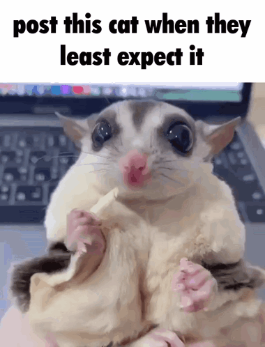 A Picture Of A Sugar Glider With A Caption That Says Post This Cat When They Least Expect It GIF