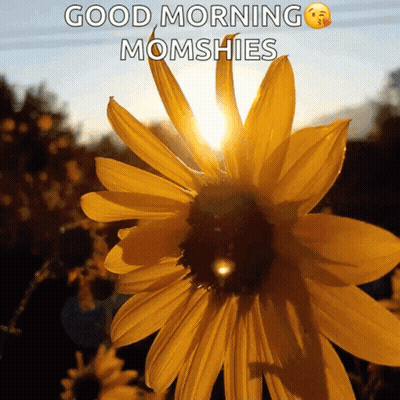 A Picture Of A Sunflower With The Words Good Morning Momshies On It GIF