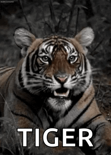 A Picture Of A Tiger With The Word Tiger Written On It GIF