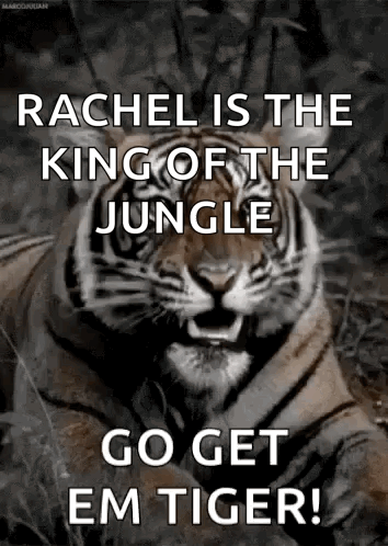 A Picture Of A Tiger With The Words `` Rachel Is The King Of The Jungle Go Get Em Tiger '' GIF