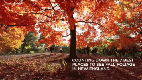A Picture Of A Tree With The Words Counting Down The 7 Best Places To See Fall Foliage In New England Below It GIF