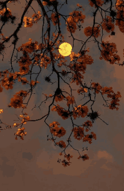 A Picture Of A Tree With The Words Good Night All Written On It GIF