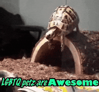 A Picture Of A Turtle With The Words " Lgbtq Petz Are Awesome " Below It GIF