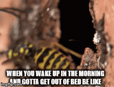 A Picture Of A Wasp With The Caption When You Wake Up In The Morning And Gotta Get Out Of Bed Be Like Imgflip.com GIF