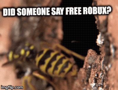 A Picture Of A Wasp With The Words Did Someone Say Free Robux GIF