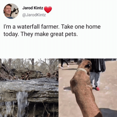 A Picture Of A Waterfall And A Picture Of A Dog With The Caption " I 'M A Waterfall Farmer " GIF