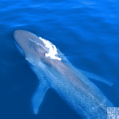 A Picture Of A Whale In The Ocean With The Bbc America Logo GIF
