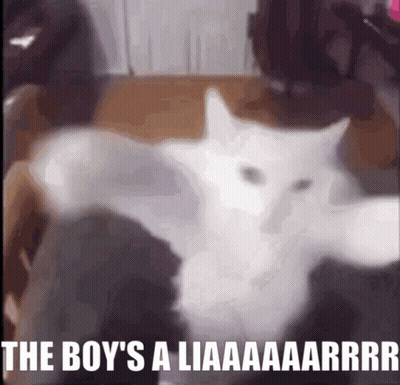 A Picture Of A White Cat With The Caption " The Boy 'S A Liaaaarrrr " GIF