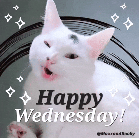 A Picture Of A White Cat With The Words Happy Wednesday GIF