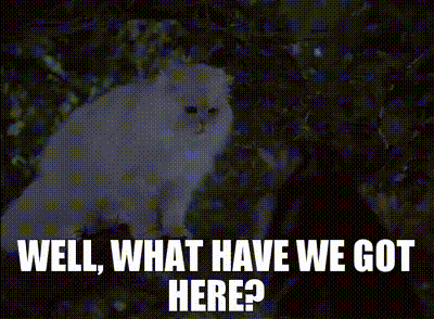 A Picture Of A White Cat With The Words Well What Have We Got Here GIF