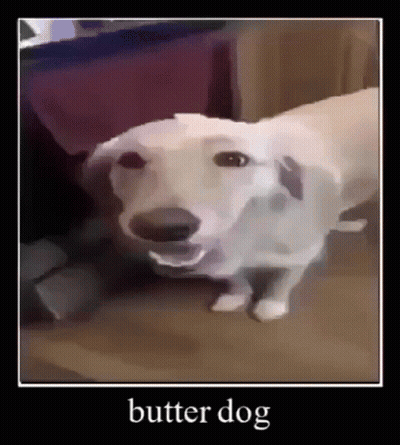 A Picture Of A White Dog With The Words Butter Dog On The Bottom GIF