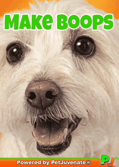 A Picture Of A White Dog With The Words Make Boops On It GIF
