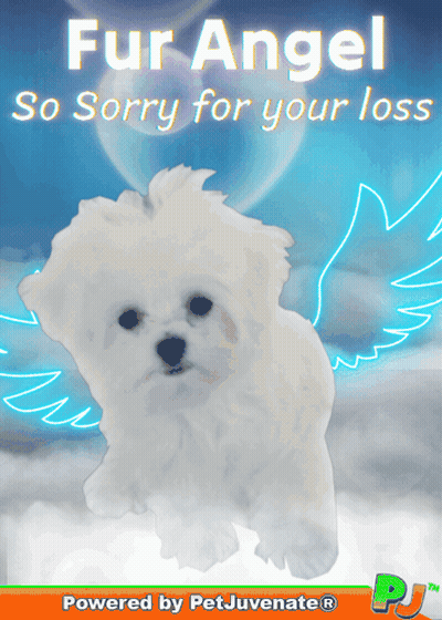 A Picture Of A White Dog With Wings And The Caption Fur Angel So Sorry For Your Loss GIF