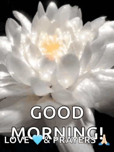 A Picture Of A White Flower With The Words Good Morning Love & Prayers Below It GIF