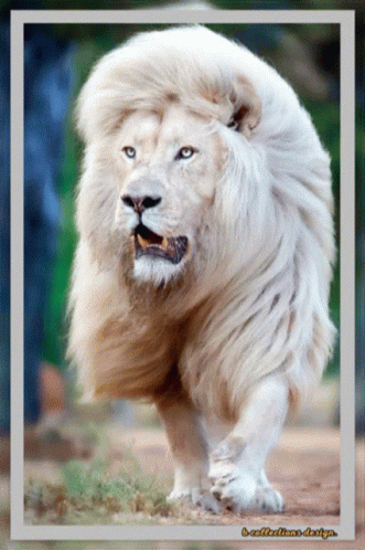 A Picture Of A White Lion With A Caption That Says " A Caffelatte Design " GIF